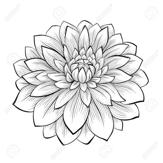 dalia, dalie, floare, flori dahlia, dahlias, flower, flowers