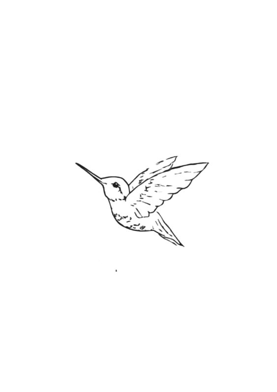 colibri, desen, animal humming-bird, draw, animal