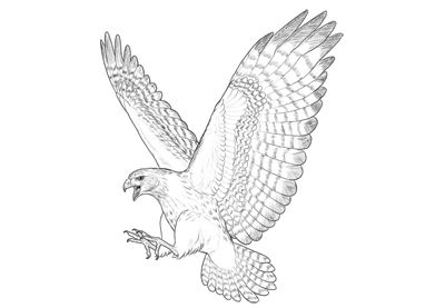 Tattoo vultur, desen, pasare