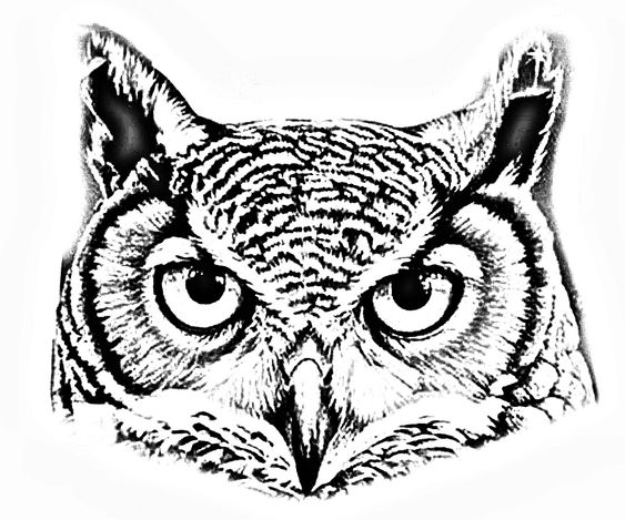 bufnita, complex, desen, pasare owl, complex,draw,bird