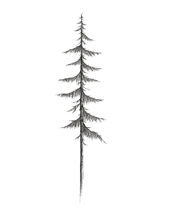 pin, inalt, arbore Pin tree, tall, arbor
