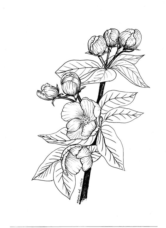 floare mar, floare, flori apple blossom, flower, flowers
