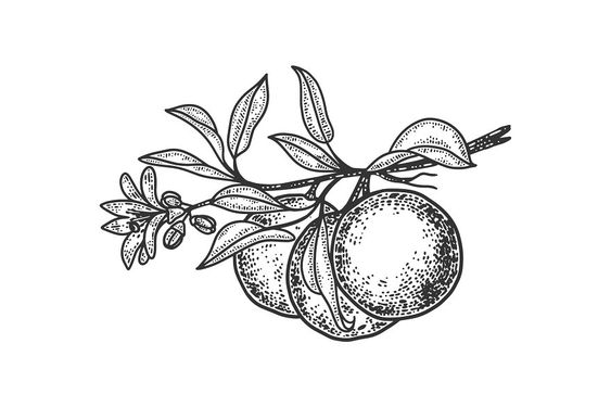 Tattoo gastronomie, prune, fructe