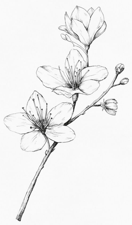 cires, floare-cires, floare, flori cherry, cherry-flower, flower, flowers